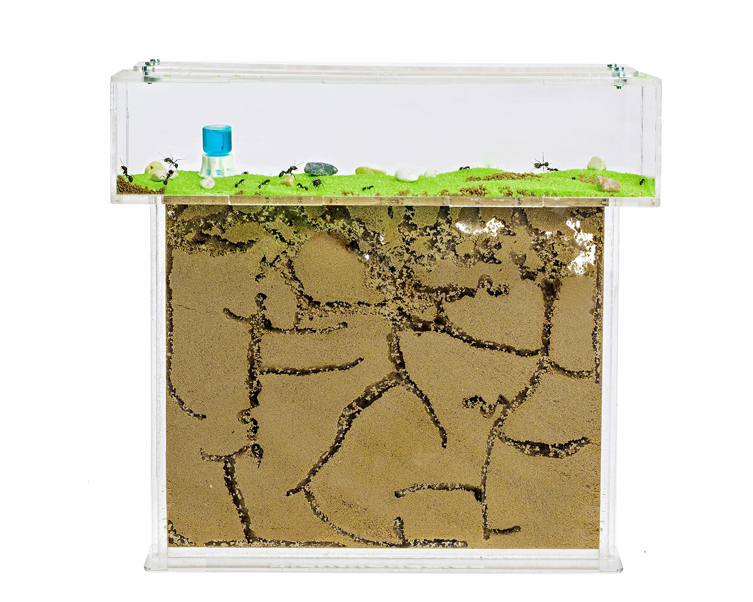 Anthouse - Naturalna farma mrówek z piaskiem | Zestaw akrylowy T Big 25 x 20 x 1,5 cm | łącznie z mrówkami