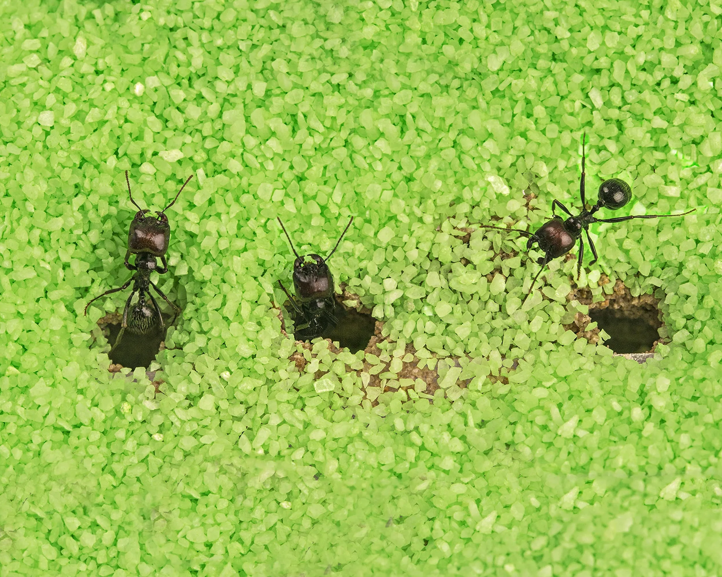Anthouse - Naturalna farma mrówek z piaskiem | Zestaw akrylowy T Big 25 x 20 x 1,5 cm | łącznie z mrówkami