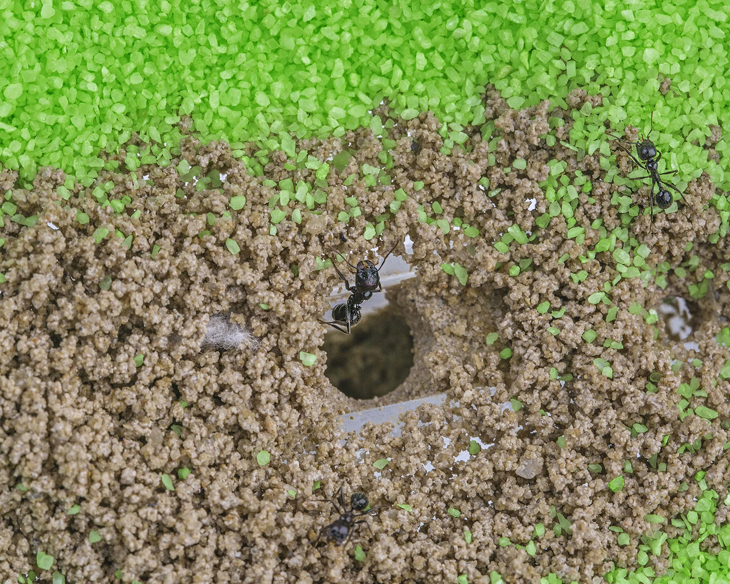 Anthouse - Naturalna farma mrówek z piaskiem | Zestaw akrylowy T Big 25 x 20 x 1,5 cm | łącznie z mrówkami