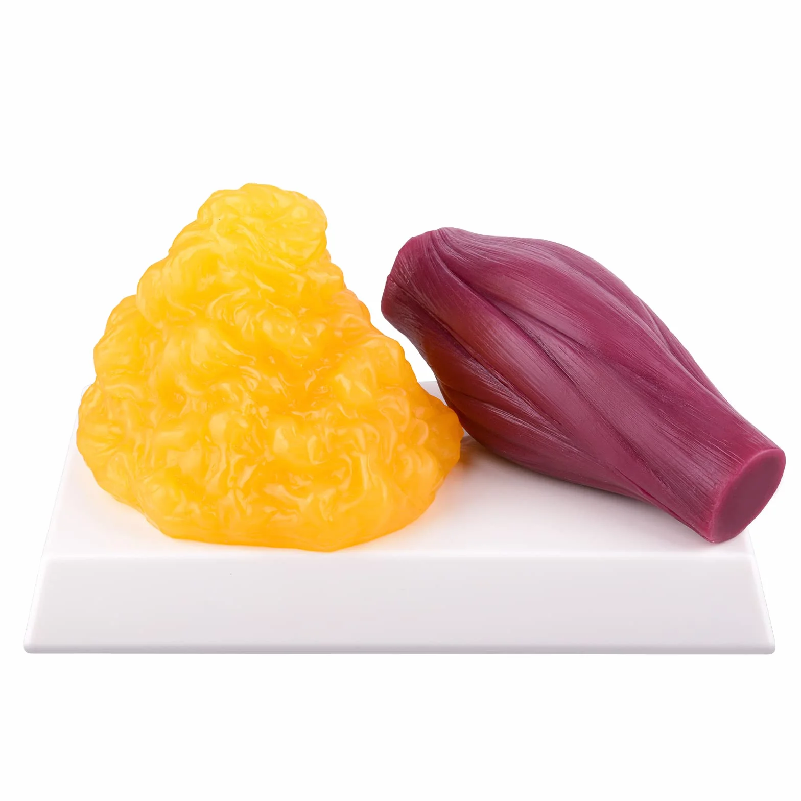Replika tkanki tłuszczowej w ludzkim ciele 1lb bazą wyświetlającą i repliką mięśni 1lb, zachowaj sprawność i motywację odchudzania oraz przypomnienie dla studentów anatomii i fizjologii, analiza odżywiania