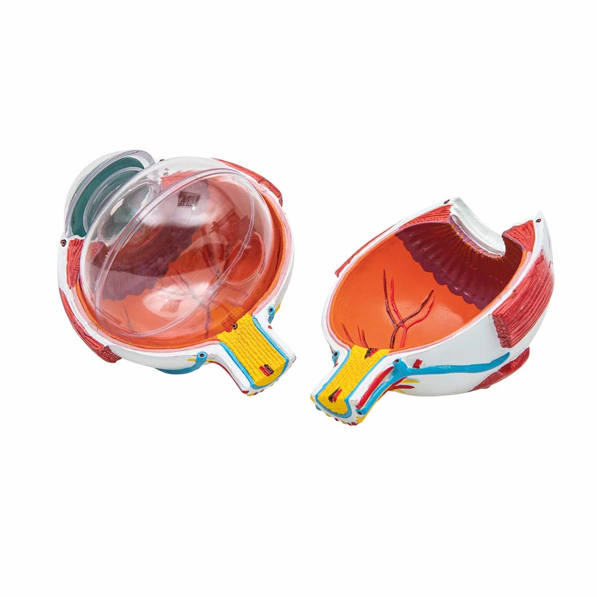 Anatomia podstawowa - tani 6 częściowy model anatomii ludzkiego oka z podstawą - 3-krotnie powiększony - nauczanie w szkole